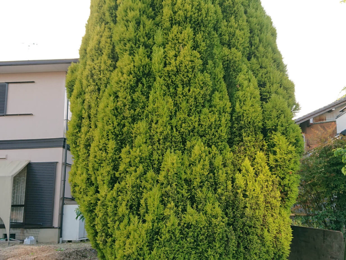 作業前の様子1枚目