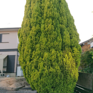 作業前の様子1枚目