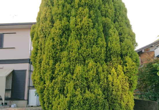 作業前の様子1枚目