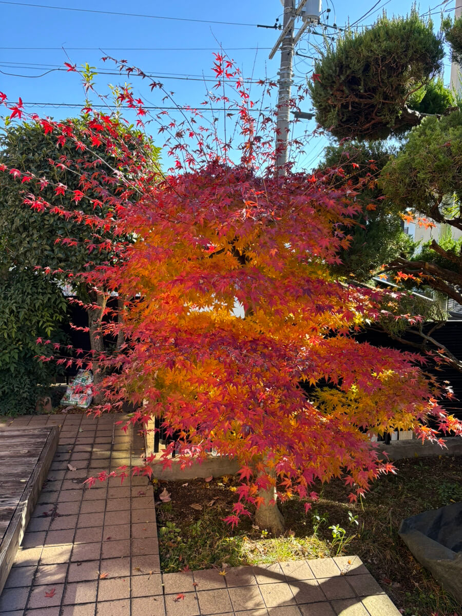 剪定前のもみじの画像